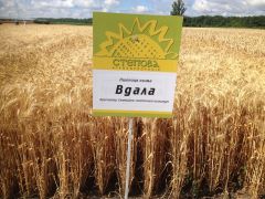 Пшениця озима Вдала, еліта