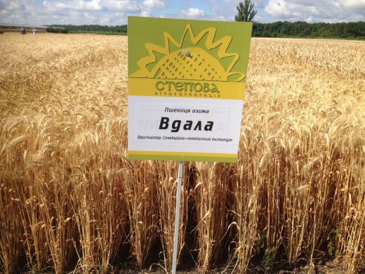 Пшениця озима Вдала, еліта
