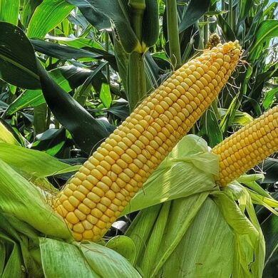 Кукурудза ДН Хортиця (ФАО 240), 240, 2023, фунгіцидна ("Maxim XL")