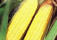 ГіБРИД КУКУРУДЗИ ФЕЙЄР (УГОРСЬКА СЕЛЕКЦІЯ), 330, 2023