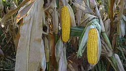 ГіБРИД КУКУРУДЗИ ФЕЙЄР (УГОРСЬКА СЕЛЕКЦІЯ), 330, 2023