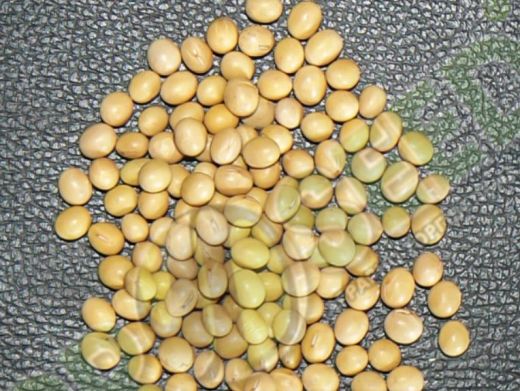 Соя Хайпро (Hypro), Ранньостиглий, 90-95, Раундап, 1 репродукція