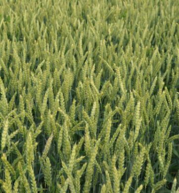 МУЛАН, 1 тонна, биг-бег, Элита