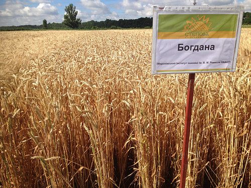 Пшеница Богдана, 1 репродукция