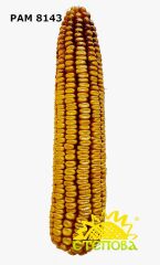 Гібрид кукурудзи РАМ 8143, 260, 2023, фунгіцидна ("Maxim XL")