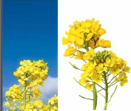 АКСЕЛЬ, Класичний, ярий, Арт-Агро, ранній, 95, 47, 1,5 млн.насінин.