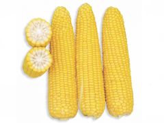 Цукрова кукурудза Добриня F1, 25 000 насінин, Жовте, Супер цукрова Sh2, США, Консервація, Свіжий ринок, Ранньостиглий, Цукрова кукурудза, 71-75
