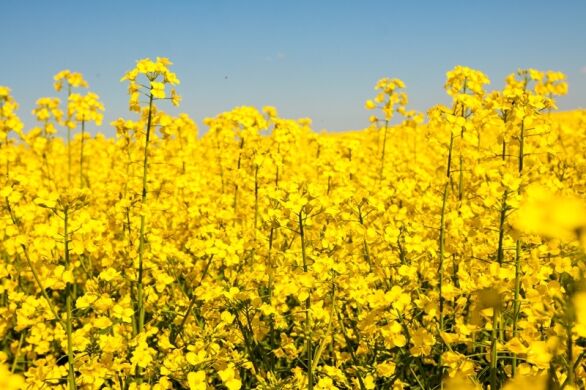 Рапс Майбах 2022 год урожая