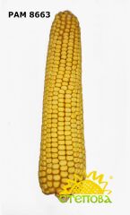 Гібрид кукурудзи РАМ 8663, 340, 2023, фунгіцидна ("Maxim XL")