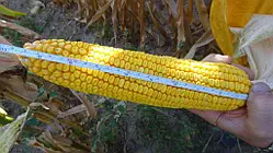 ГІБРИД КУКУРУДЗИ ТАРЦАЛ (УГОРСЬКА СЕЛЕКЦІЯ), 300, 2023