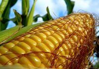 ГІБРИД КУКУРУДЗИ ТАРЦАЛ (УГОРСЬКА СЕЛЕКЦІЯ), 300, 2023