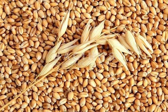 Озима пшениця Сотниця, тонна, в мішках по 50 кг., Еліт