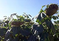 Насіння соняшнику Ефес, (Турецька селекція), 2023, Євро-Лайтнінг, Середньоранній (103-108 дн.), Турецька селекція, Турецька селекція, A, B, C, D, E, F, G, да