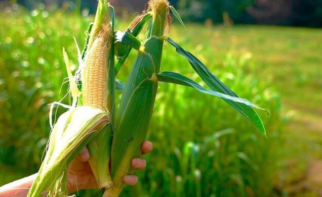 Гібрид кукурудзи Тор, 320