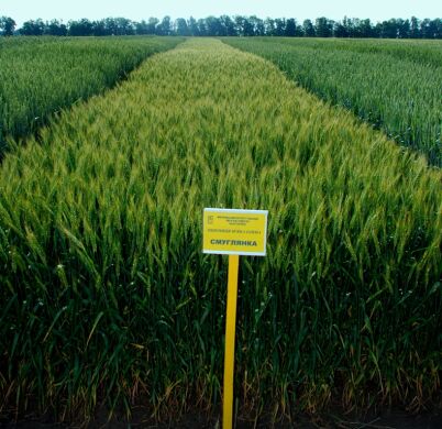 Озимая пшеница Смуглянка, тонна, в мешках по 50 кг., Элита