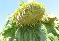 АРАКС, 2023, Гранстар, Середньоранній (108-112 дн.), Турецька селекція, Турецька селекція, A, B, C, D, E, F, G, да