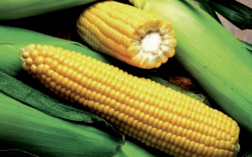 Гібрид кукурудзи SG34N95, 350