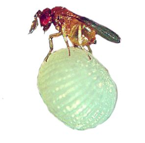 Трихограма (муха-ентомофаг), 100 тис. яєць на 20 соток
