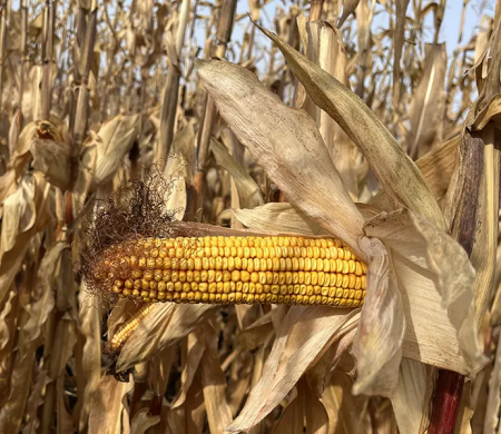 АНДРЕС, 350, 2025, Флудиоксоніл та Металаксил-М, 80 000