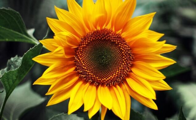 Гібрид соняшника Пронто, 2024, Класичний, Ранньостиглий (100-108 дн.), Seed Grain, Seed Grain, Канада, A, B, C, D, E, F, G, H