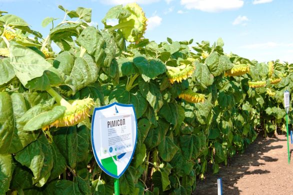 Подсолнечник Римисол, Элит, Евро-Лайтнинг, Раннеспелые, 100-105, Нертус Агро, NS Seme, да