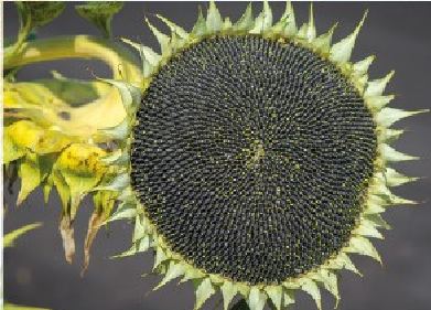 СОЛЯРІС ОР, Стандарт, 2024, Класичний, Ранньостиглий, 105-108, Сади України, Institute of Field and Vegetable Crops, Novi Sad (Serbia), A, B, C, D, E, F, G, да