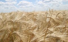 Маджестік, тонна, в мішках по 25 кг., Еліта