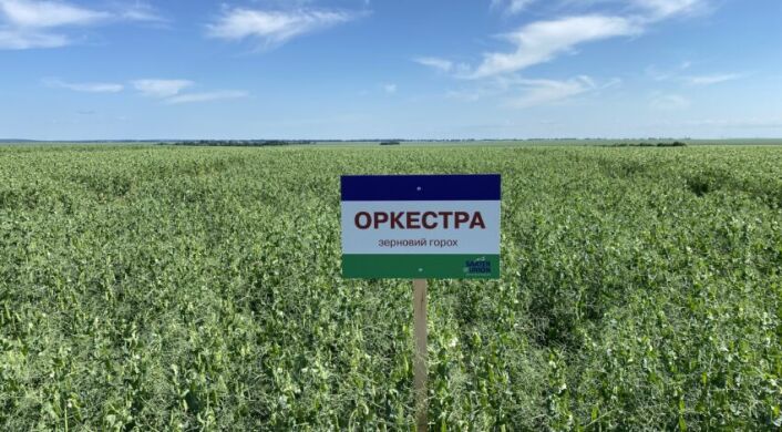Оркестра