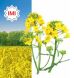 КЛАРЕНС ІМІ, Clearfield, ярий, Арт-Агро, ранній, до 100, 48, 1,5 млн.насінин.