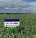 ОСТІНАТО