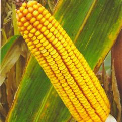Насіння кукурудзи П9537*, 390