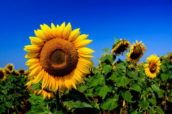 Гібрид соняшника Ремі, Євро-Лайтнінг, Ранньостиглі, 100-105, Seed Grain, Seed Grain, Канада, A, B, C, D, E, F, G, да