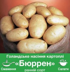 Картофель Бюррен (Голландия), ранний, 25 кг, 1 репродукция