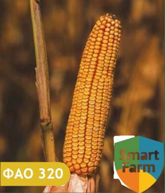 Гібрид кукурудзи Баффало, 320, 2025, 80 000