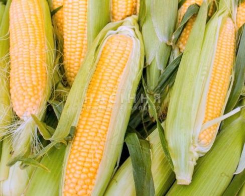 Цукрова кукурудза 1010 F1, 25 000 насінин, Жовтий, Супер цукрова Sh2, США, Свіжий ринок, Ранньостиглий, 71-75 днів, Цукрова кукурудза