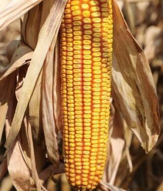 Гібрид курудзи Рейнджер, 360, 2025, Фуксія, Арес, Метакса+фарба Orbis (Фунгіцид+ Інсектицид), 80 000