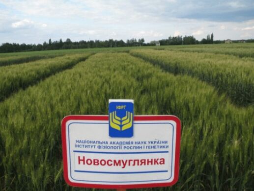 Новосмуглянка, тонна, в мешках по 50 кг., Суперэлита