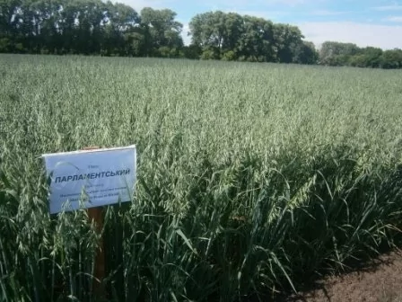 Овес посевной (ярий) ПАРЛАМЕНТСКИЙ, 1 тонна, биг-бег, Элита