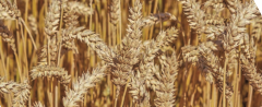 Насіння ярої пшениці Токата , 1 тонна, біг-бег, 1 репродукція