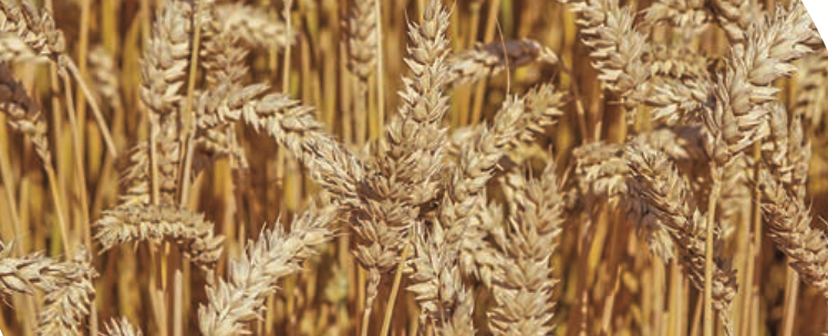 Насіння ярої пшениці Токата , 1 тонна, біг-бег, 1 репродукція
