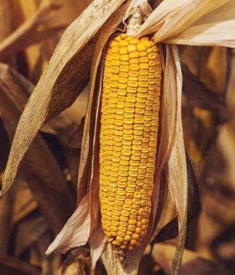 Гібрид кукурудзи Джуніор, 280, 2025, Фуксія, Арес, Метакса+фарба Orbis (Фунгіцид+ Інсектицид), 80 000