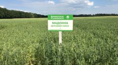 Горох Мадонна, Еліта, 2025, Ранньостиглий, SAATEN-UNION, да