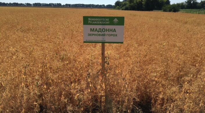 Горох Мадонна, Еліта, 2025, Ранньостиглий, SAATEN-UNION, да