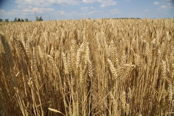 Пшениця озима Колоніа, тонна, в мішках по 50 кг., 1 репродукція