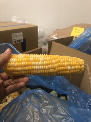 Кукурудза заморожена в початках, суперсолодка, качани 