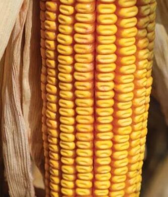 Гибрид кукурузы Партизан, 290, 2024, Фуксия, Арес, Метакса+фарба Orbis (Фунгицид+ Инсектицид), 80 000