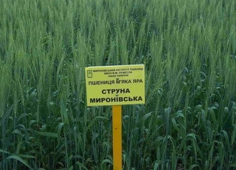 ПШЕНИЦЯ М’ЯКА ЯРА СТРУНА МИРОНІВСЬКА, тонна, в мішках по 50 кг., Р- 2
