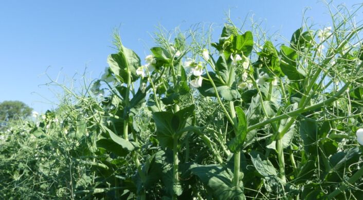 Симбіоз, Еліта, 2025, SAATEN-UNION, да