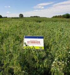 Симбіоз, Еліта, 2025, SAATEN-UNION, да