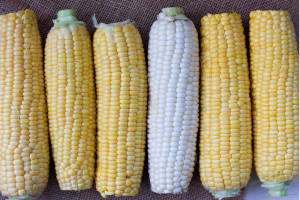 Сорти кукурудзи і їх посів